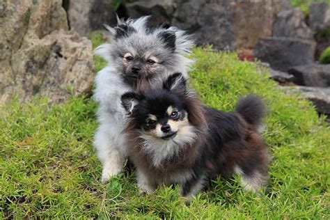 Pomeranian And Chihuahua Mix: Perfect Pal! - The Chihuahua Guide