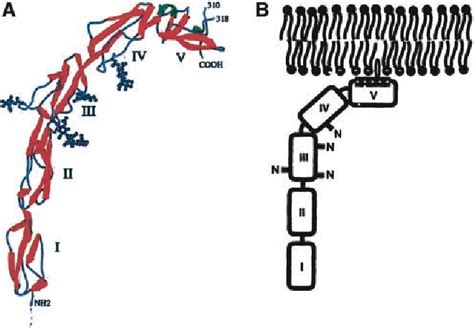 Figure 1 From Molecular Pathogenesis Of The Antiphospholipid Syndrome