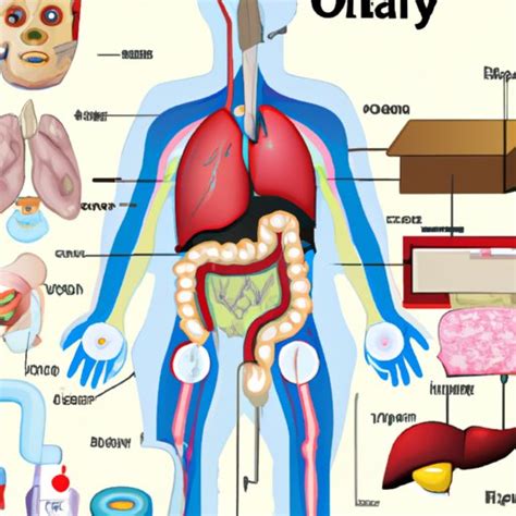 organs work exploring  anatomy  function   human