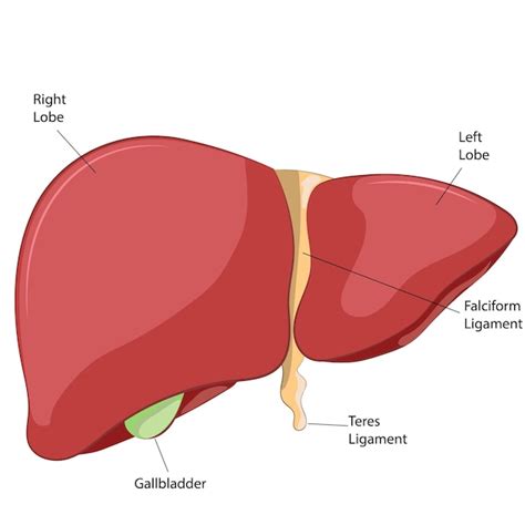 Anatomie Van De Lever Premium Vector