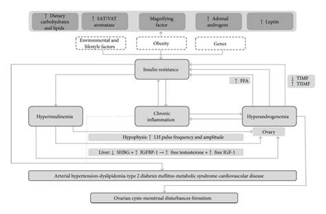 Interactions Among Insulin Resistance Hyperinsulinemia And Download Scientific Diagram