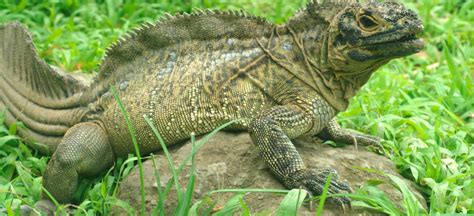 The Philippine Sailfin Lizard | Critter Science