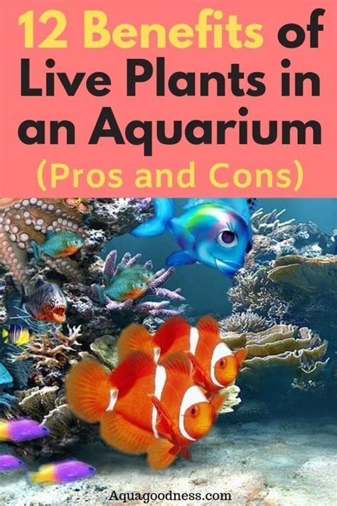 12 Benefits Of Live Plants In An Aquarium Pros And Cons Freshwater