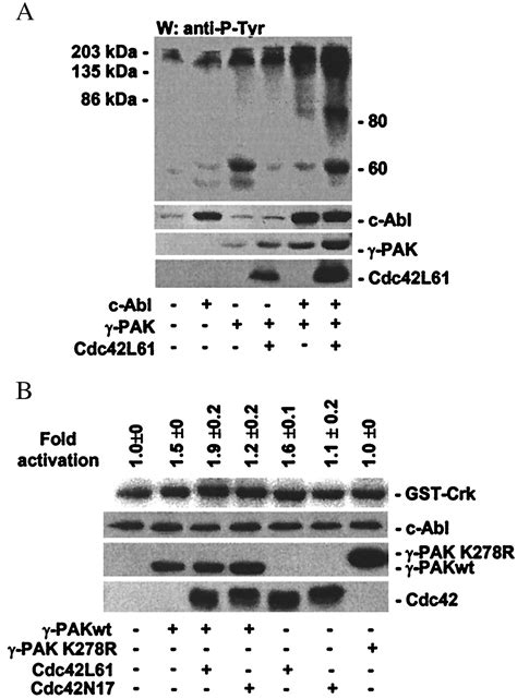 Functional Interaction Between C Abl And The P Activated Protein