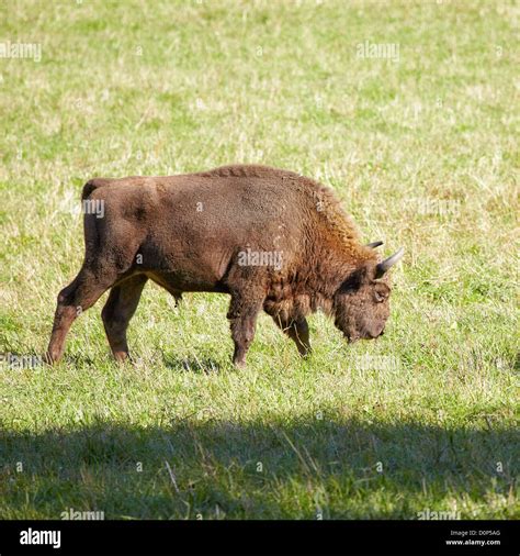 Steppe Bison Hi Res Stock Photography And Images Alamy