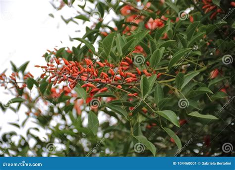 Flower of the Ceibo National Flower Argentina Stock Image - Image of ...