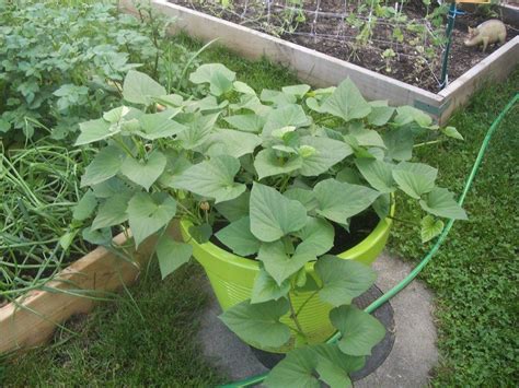 Growing Sweet Potatoes In Containers Video Growing Sweet Potatoes In ...