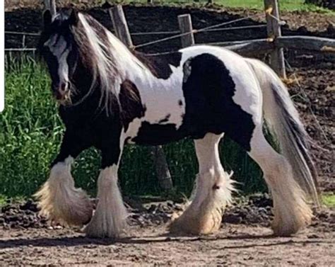 Don King Black And White Homozygous Tobiano Gypsy Vanner Stallion