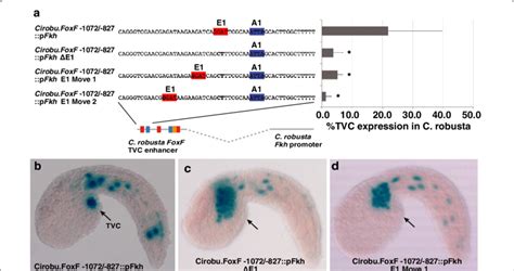 Functional Constraint On Binding Site Spacing In The C Robusta FoxF