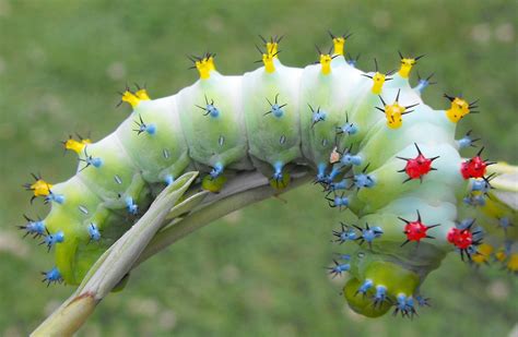 Cecropia Moth– Identification, Life Cycle, Facts & Pictures