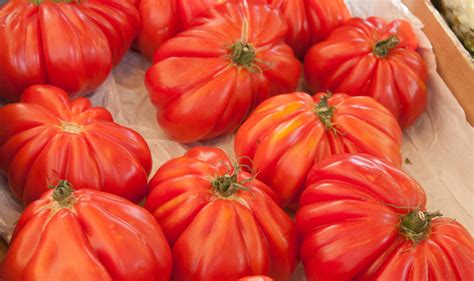 Tout savoir sur la tomate Cœur de Bœuf Potager City