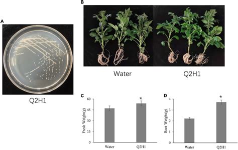 Frontiers Whole Genome Analysis Revealed The Growth Promoting