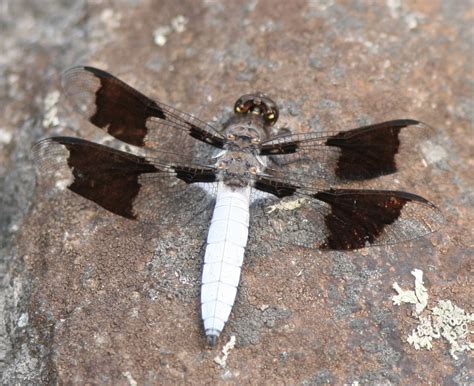 Common Whitetail Odonata Dragonflies And Damselflies Of Oregon