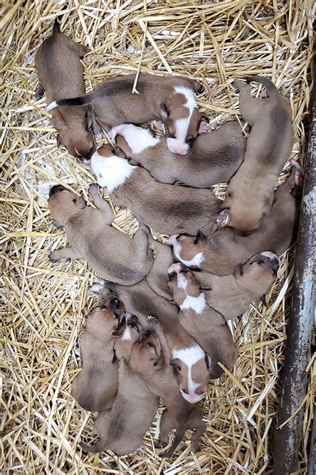 Garners Nascar X Terra Pups Tom Garner Kennels