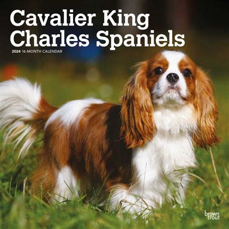 Cavalier King Charles Spaniels 2024 12 X 24 Inch Monthly Square Wall