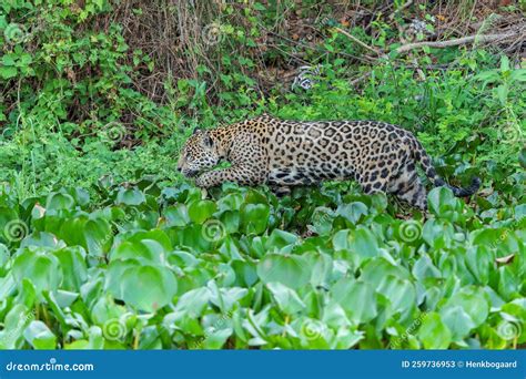 Jaguar Hunting in the Pantanal in Brazil Stock Image - Image of jaguar ...