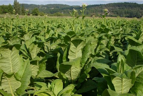 Tabacco Toscano Il Futuro Nella Filiera Agronomia Agronotizie