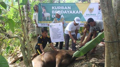 Isi Fatwa Mui Soal Shalat Idul Adha Penyembelihan Hewan Kurban Di