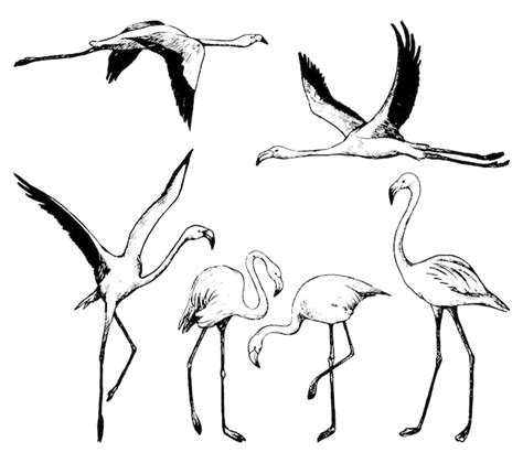 Premium Vector Collection Of Beautiful Flamingos Isolated On White