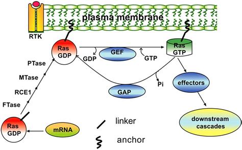 A Schematic Showing The Post Translational Enzymatic Processing And