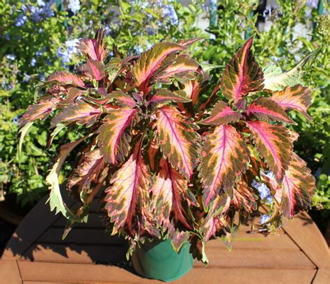 Plantfiles Pictures Coleus Flame Nettle Painted Nettle Beauty Of