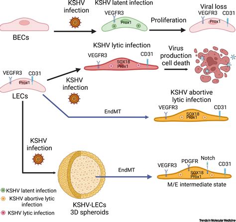 The Kaposis Sarcoma Progenitor Enigma Kshv Induced Mendtendmt Axis