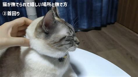 猫と仲良くなるコツ☆猫が喜ぶ撫で方と嫌がる触り方を部位別に解説【動画あり】 かれんともみじの「快適猫暮らし」