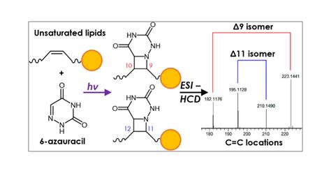 Novel Aza Paternò Büchi Reaction Allows Pinpointing CarbonCarbon