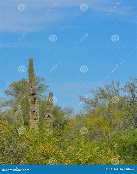 Saguaro Cactus Carnegiea Gigantea With Bird Nests In The Sonoran Desert