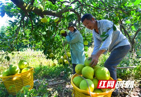 湖南江永：“柚”到丰收时 果农喜开颜（组图）经济民生湖南频道红网