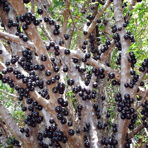 Muda De Jabuticaba Sabar Cm Enxertada Safari Garden Mudas