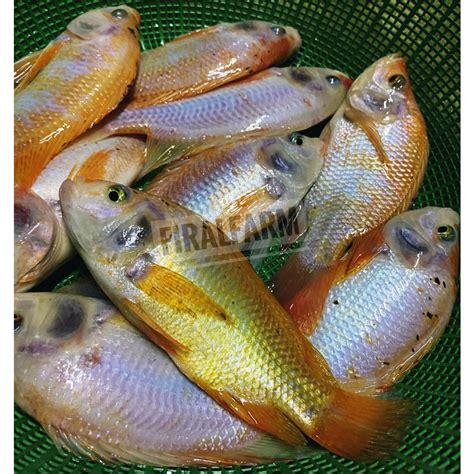 Jual Ikan Nila Merah Segar 1kg Shopee Indonesia