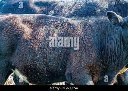 Horn Fly Cattle Fly Cattle Pests On A Cow Head Stock Photo Alamy