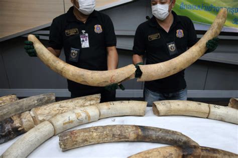 Thailand Seizes Smuggled Ivory Worth Almost Half A Million Dollars