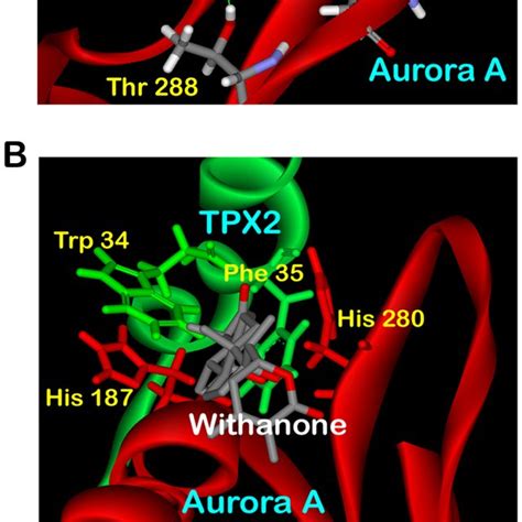 Interactions Of Docked Withanone With Rigid Aurora Atpx2 Receptor A