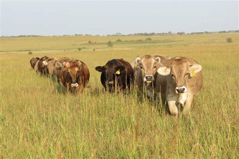 Braunvieh Compliment Other Cattle Breeds