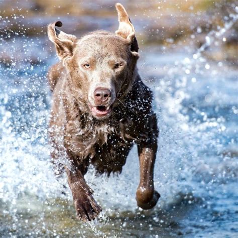 Quanta Acqua Deve Bere Un Cane Blog Barkyn