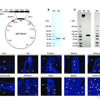 The Common Carp IgM Polyclonal Antibody PAb Production And