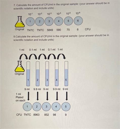 Solved Calculate The Amount Of Cfu Ml In The Original Chegg