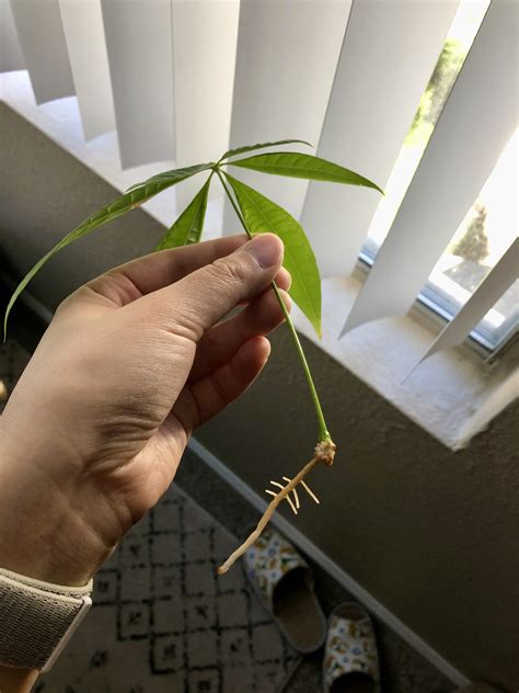 Horticulture Propagating My Money Tree Bobbieness