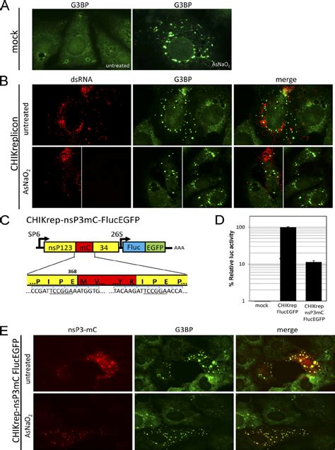 During Chikv Rna Replication Nsp3 Localizes To Punctate Cytoplasmic