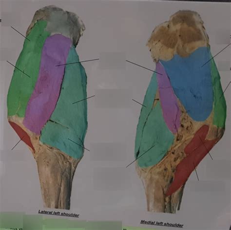 Equine Proximal Forelimb Left Shoulder Diagram Quizlet