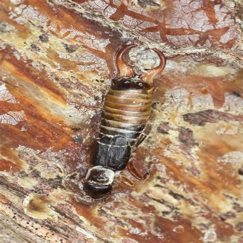 Earwigs How To Get Rid Of Pincher Bugs Signs Prevention And Removal