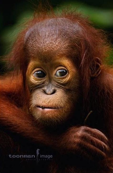 Пин на доске APES | Орангутанг, Детеныш орангутанга, Приматы