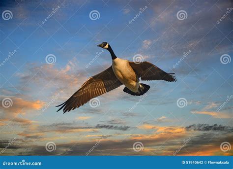 Canadian Goose On The Green Field In The Forest Preserve Natural And