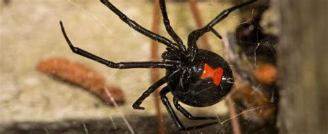 Spider Control Brisbane 07 3186 8640 1 Local Spider Exterminators