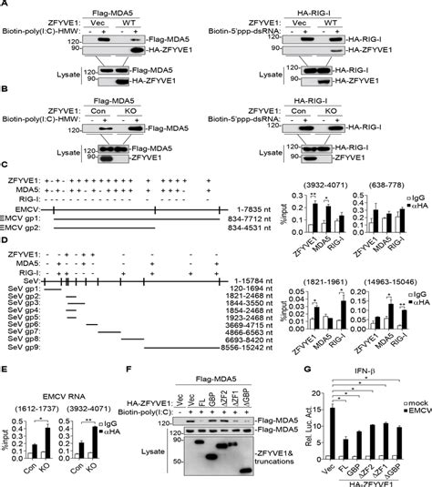 Zfyve Competes With Mda For Viral Rna Binding A Zfyve Inhibits