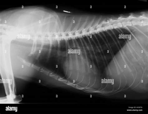 Cat Trachea Hi Res Stock Photography And Images Alamy