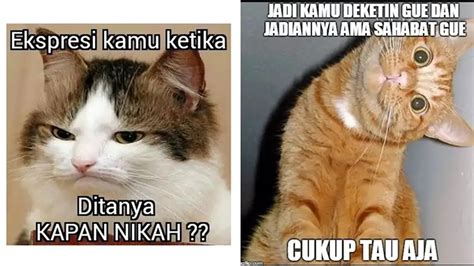 Berita Meme Kucing Lucu Hari Ini - Kabar Terbaru Terkini | Liputan6.com