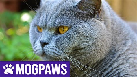 How Long Do British Shorthair Cats Live For Youtube